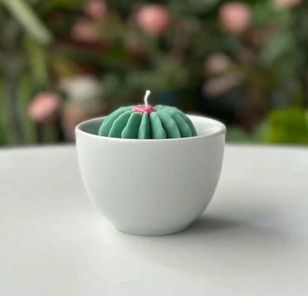 Velas Suculentas - Cactus & Jade