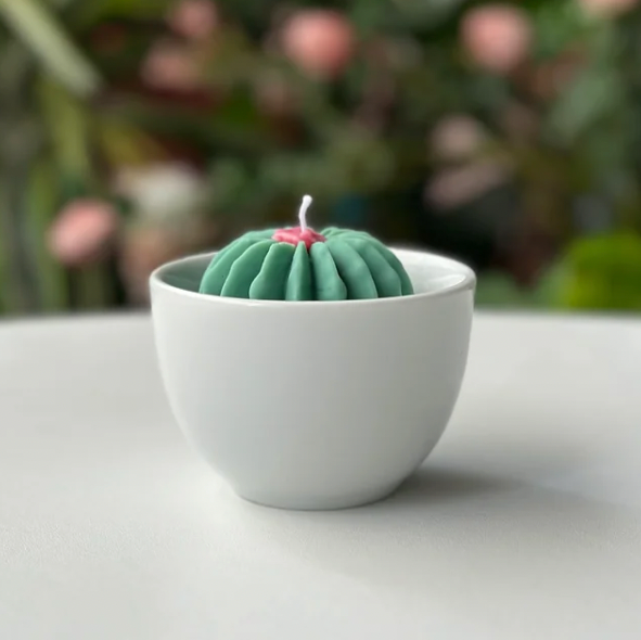Velas Suculentas - Cactus & Jade